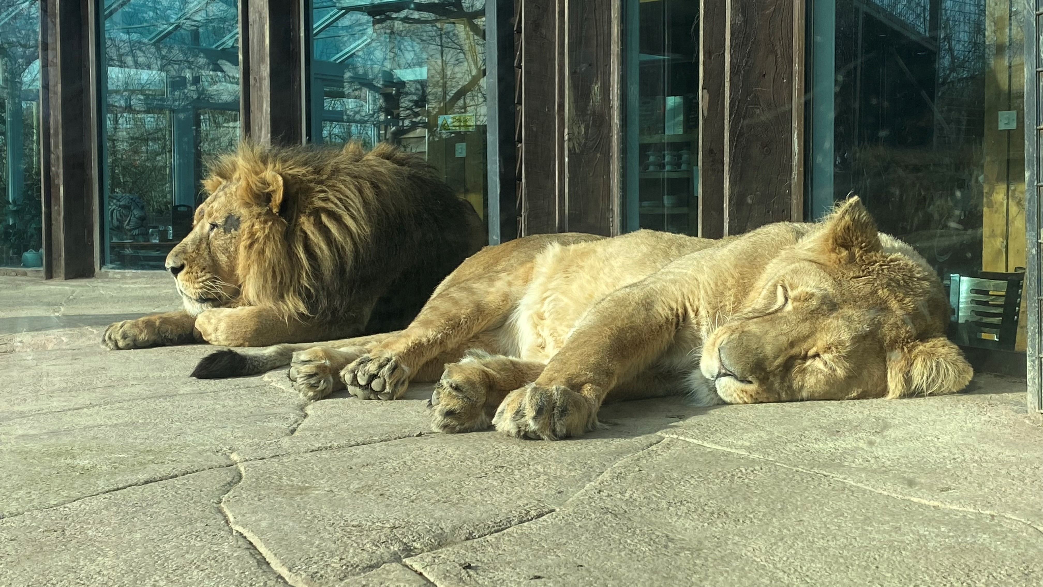 Big Cat (Jan 2024 AH)