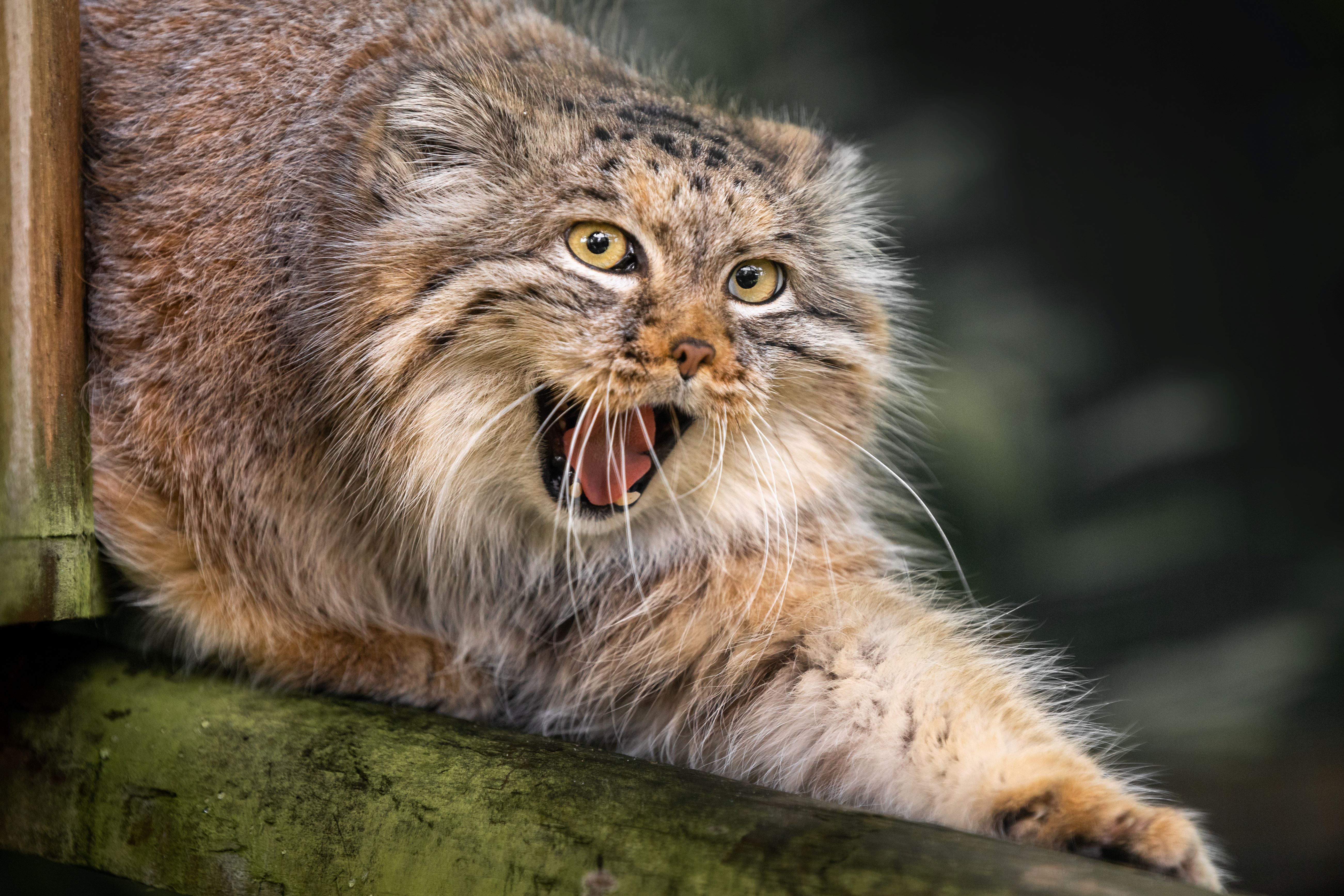 Qara 1 Jack Valpy.Resized