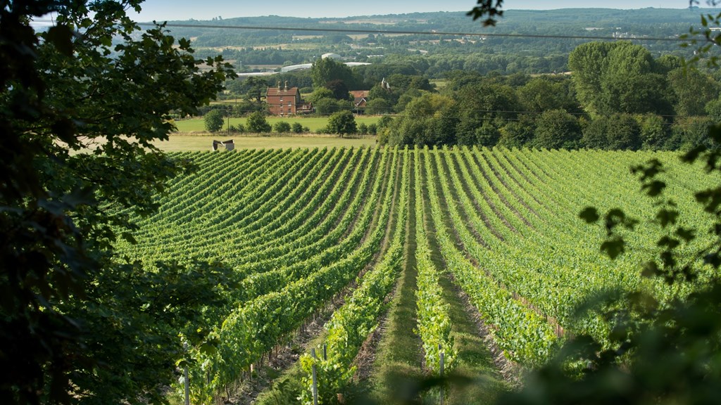 Chapel Down