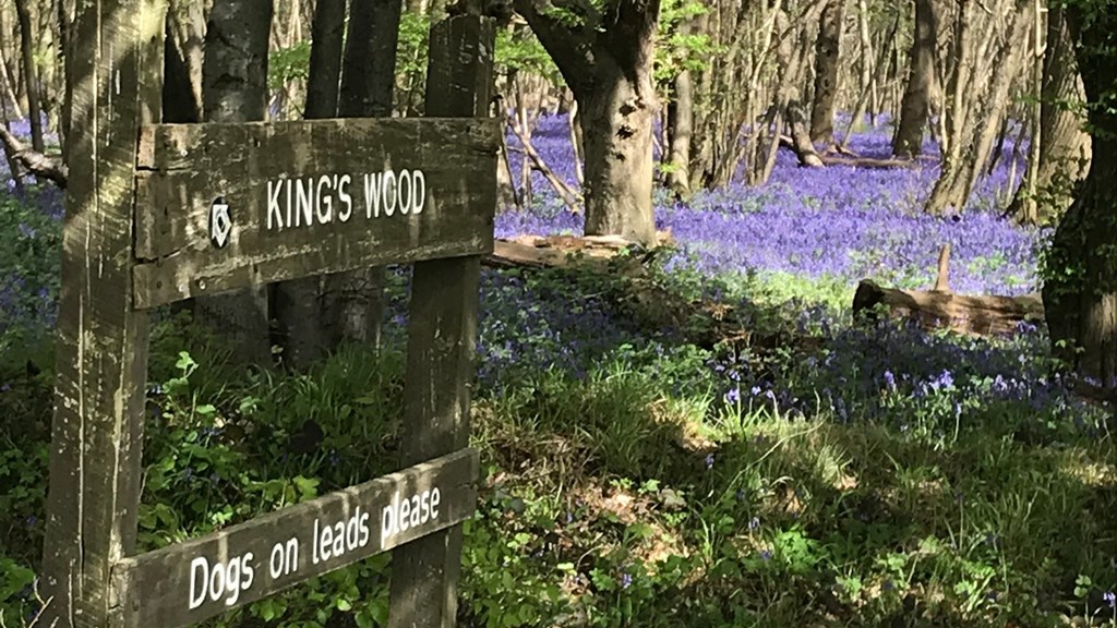 Kings Wood Bluebells 3(AH)