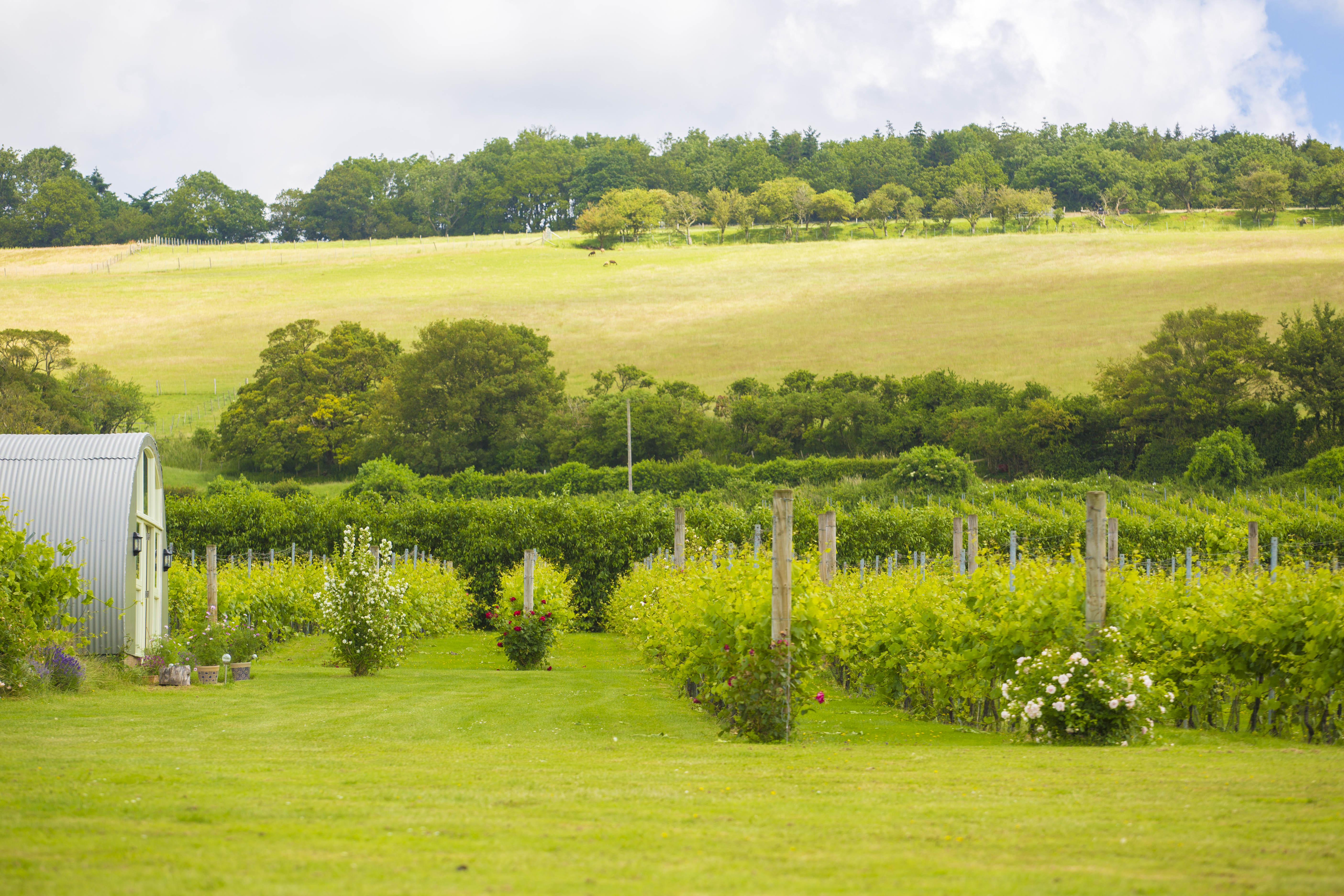 Brabourne Vineyard Credit Poppyhollis (NOV2021) (1)