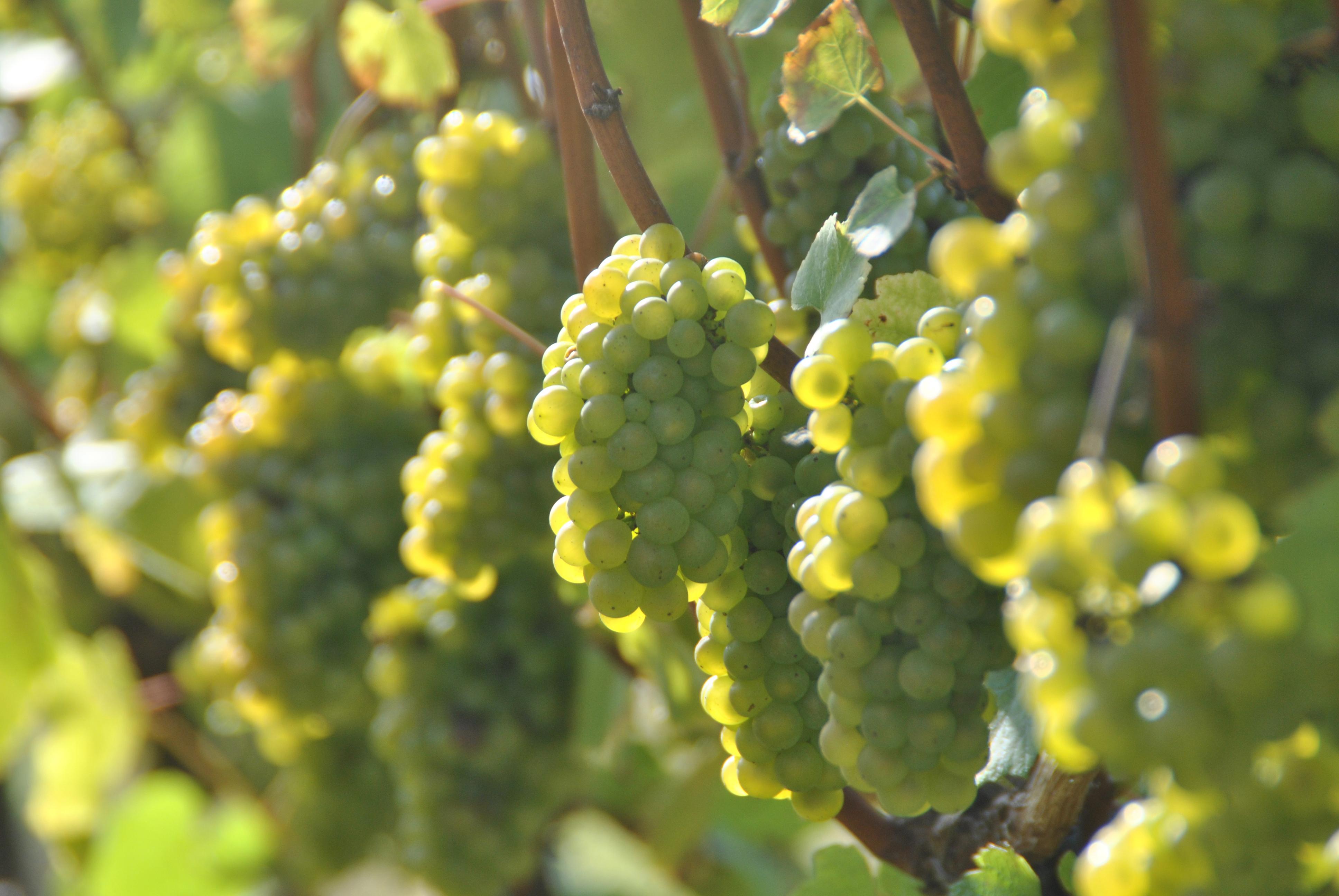 Woodchurch Wines grapes