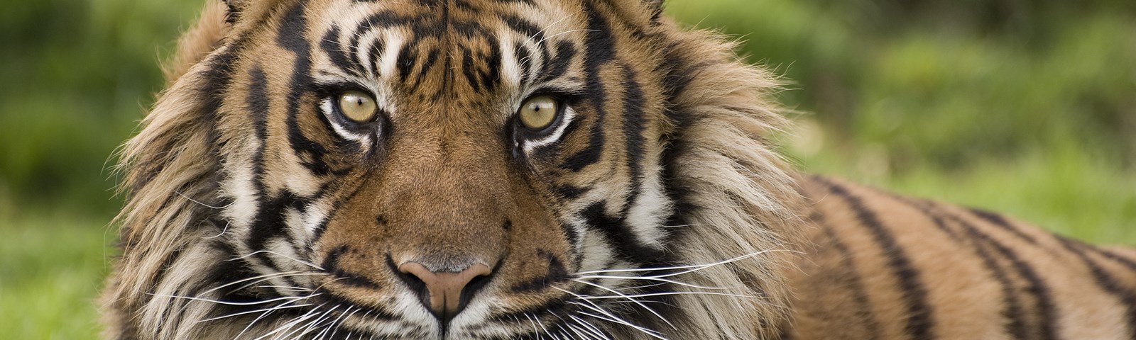 Big Cat Sanctuary Nias (c).jpg