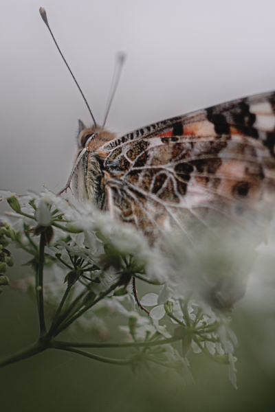 231d1779-f421-4bae-9e15-0ee35632df8a-Ashford and kent thumbnail.png