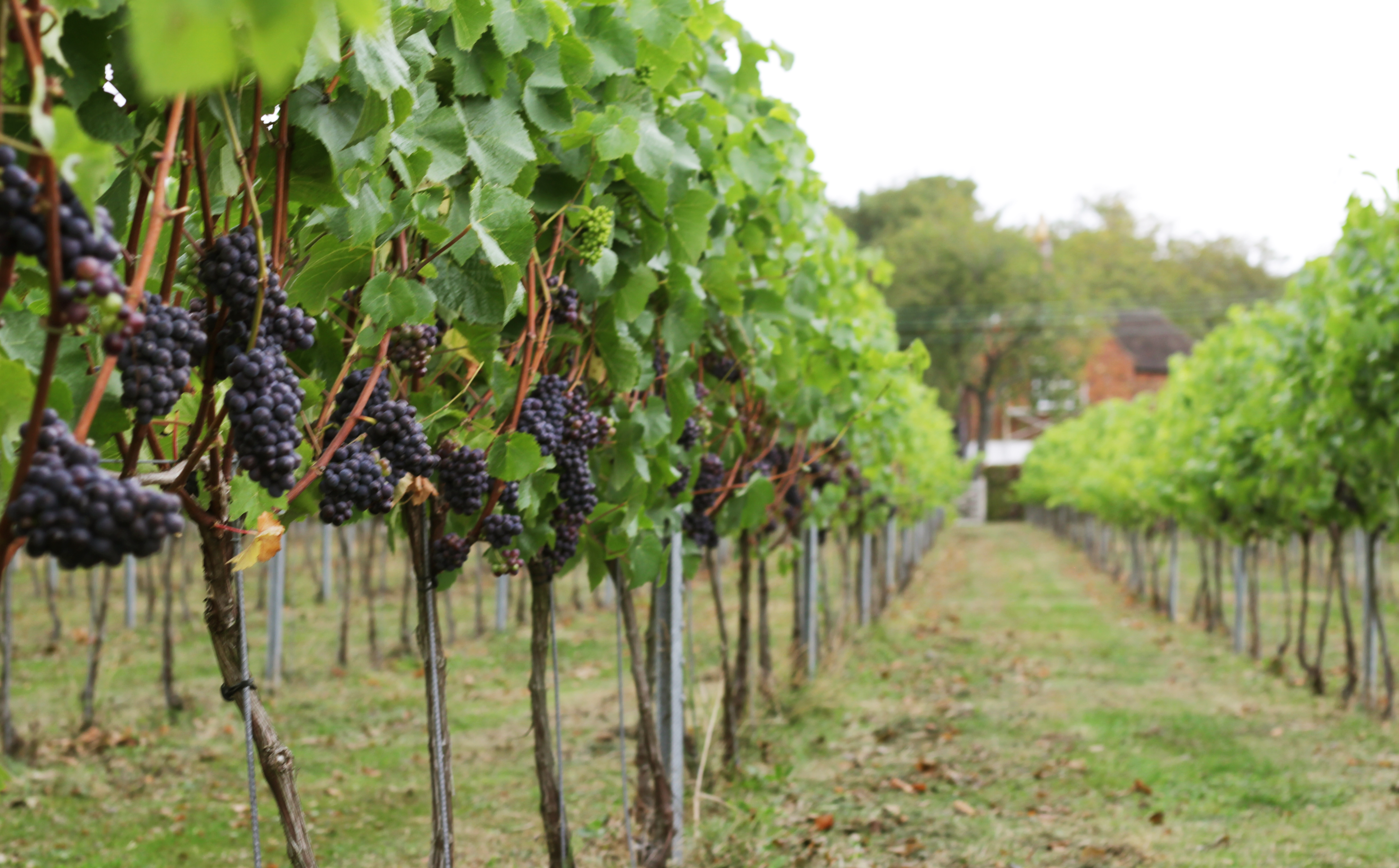 Wayfarer 12 (March 2026)