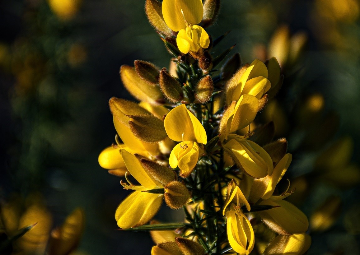 5e56743e-b058-4a89-8f58-f08cbd40bcb3-Gorse 01.jpg