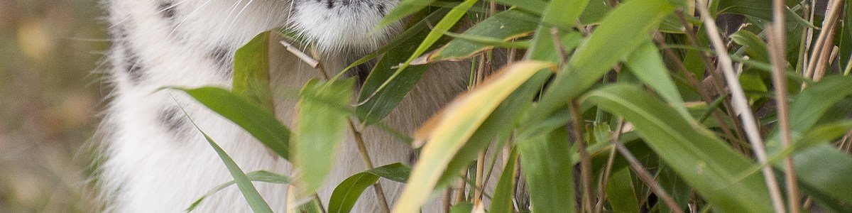 8x10 Bamboo.jpg