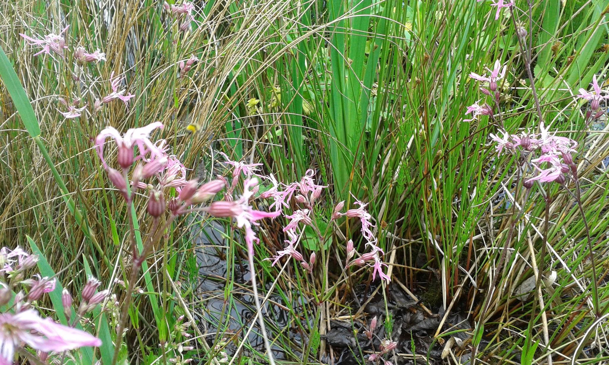 SEC pond-water-iris.jpg