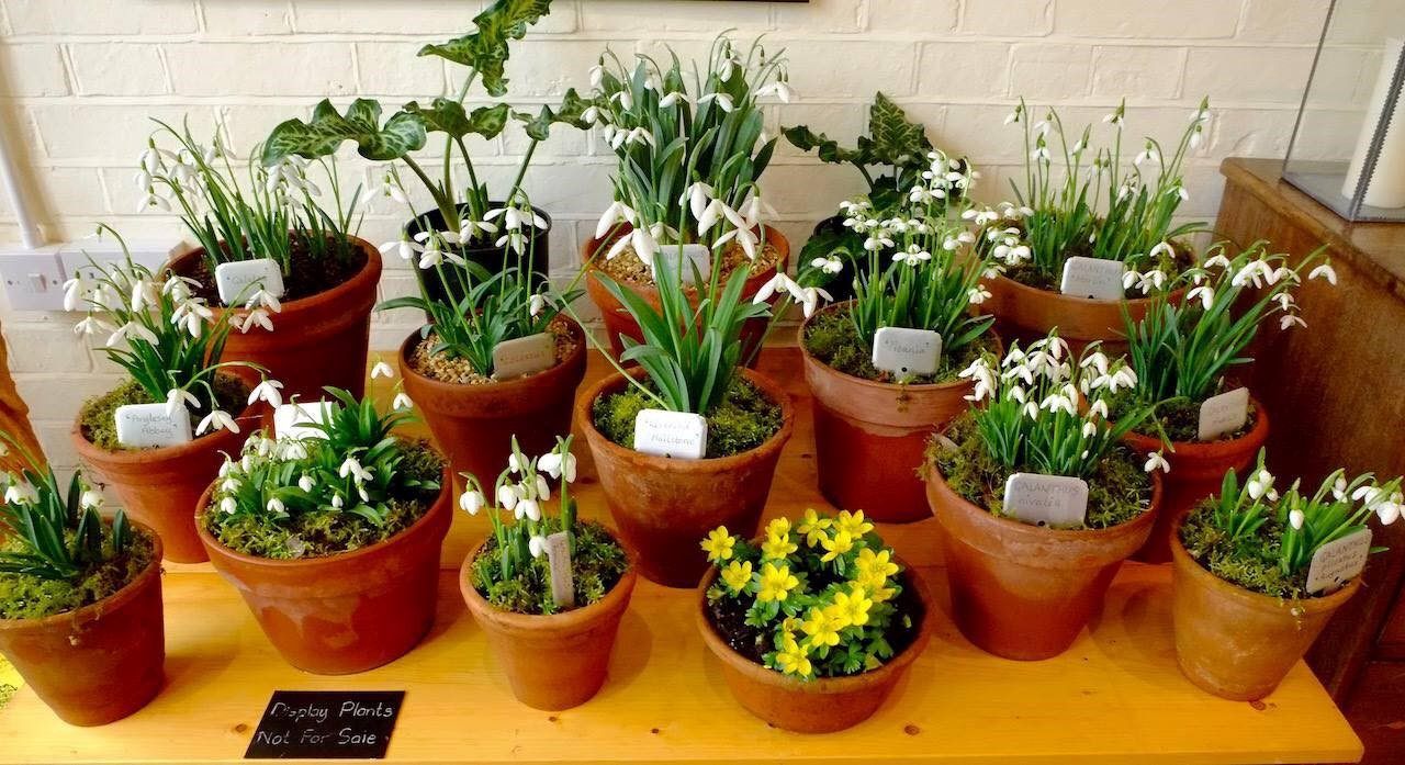 Hole Park Snowdrop & Plant Fair Feb 2019.jpg