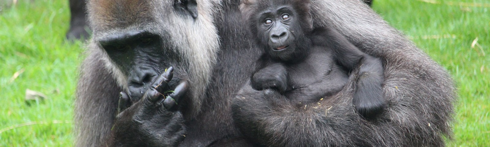 Port Lympne 2019 Gorilla (c).JPG