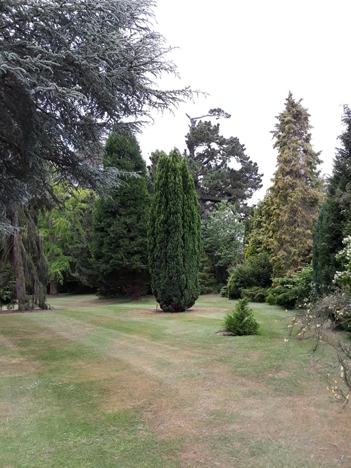 Pinetum At Belmont