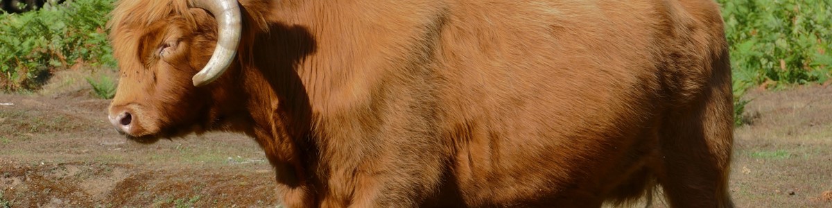 Highland Cattle Credit Andy Clark