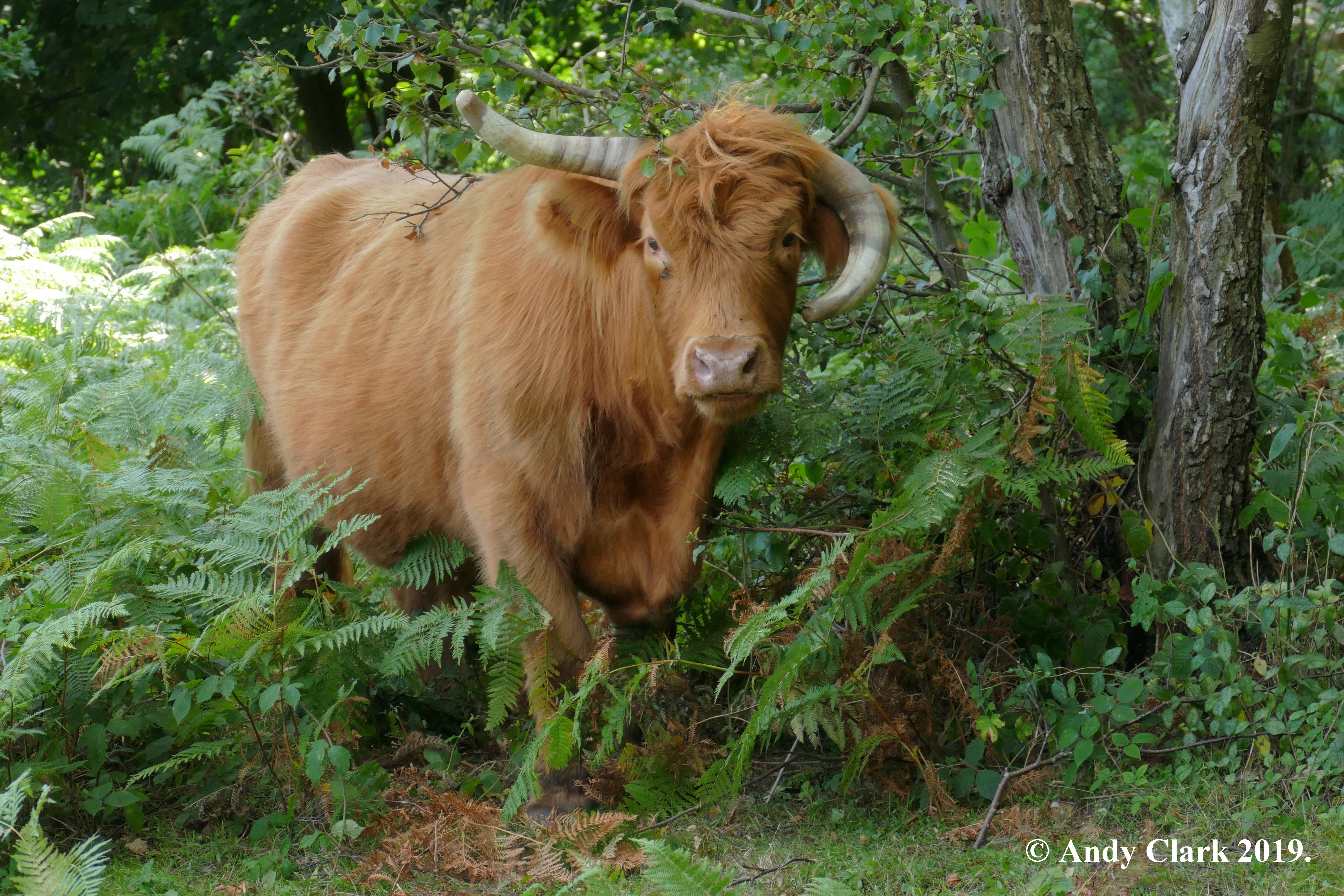 Highland Cattle The Warren (And Clark)