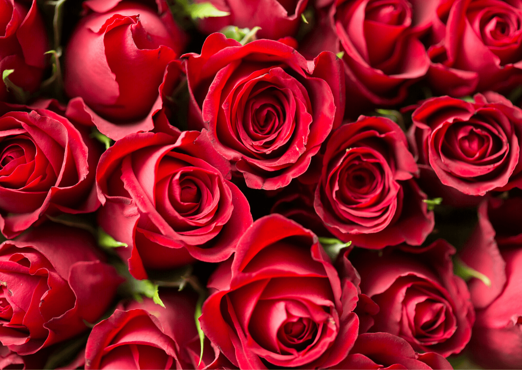 Red Roses (Canva)