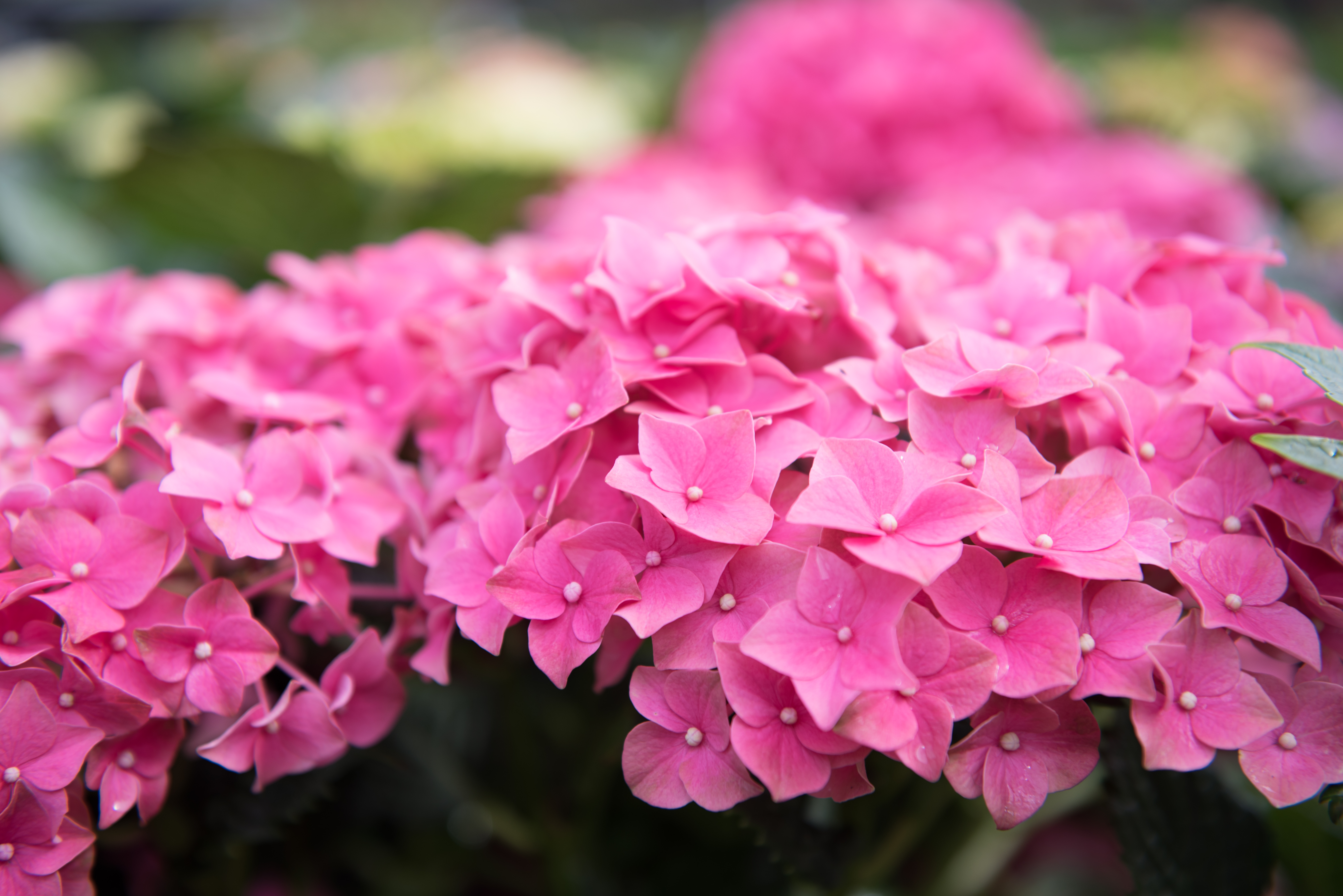 Tenterden GC June20 (C)