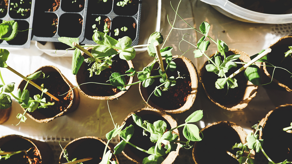 Plants (Canva)
