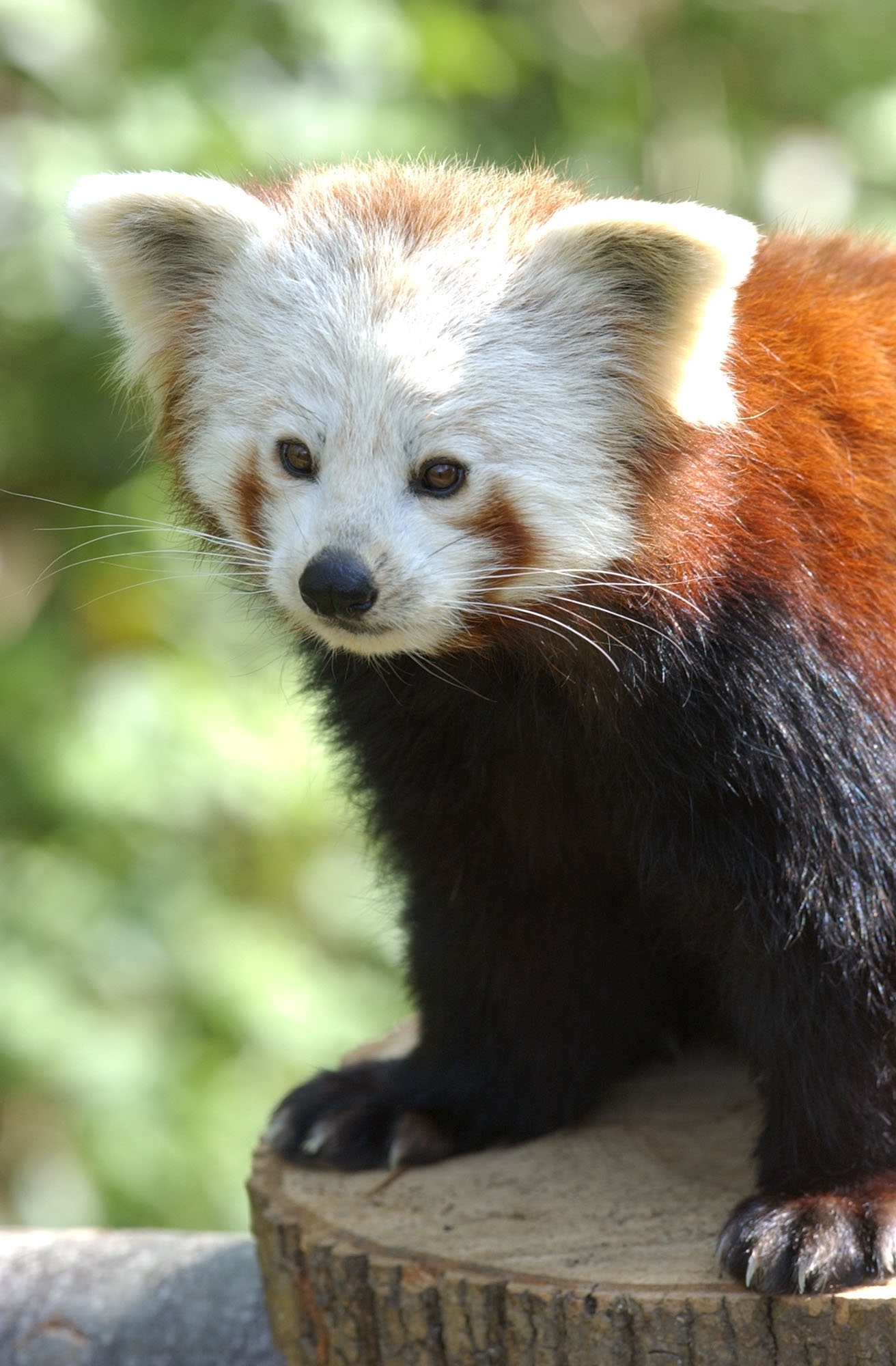 Port Lympne Red Panda (Credit Visit Kent)