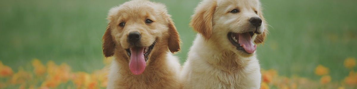 Puppy X 2(Canva)