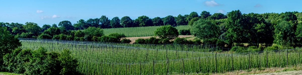 Hukins Hops 3 JAN2021 (C)