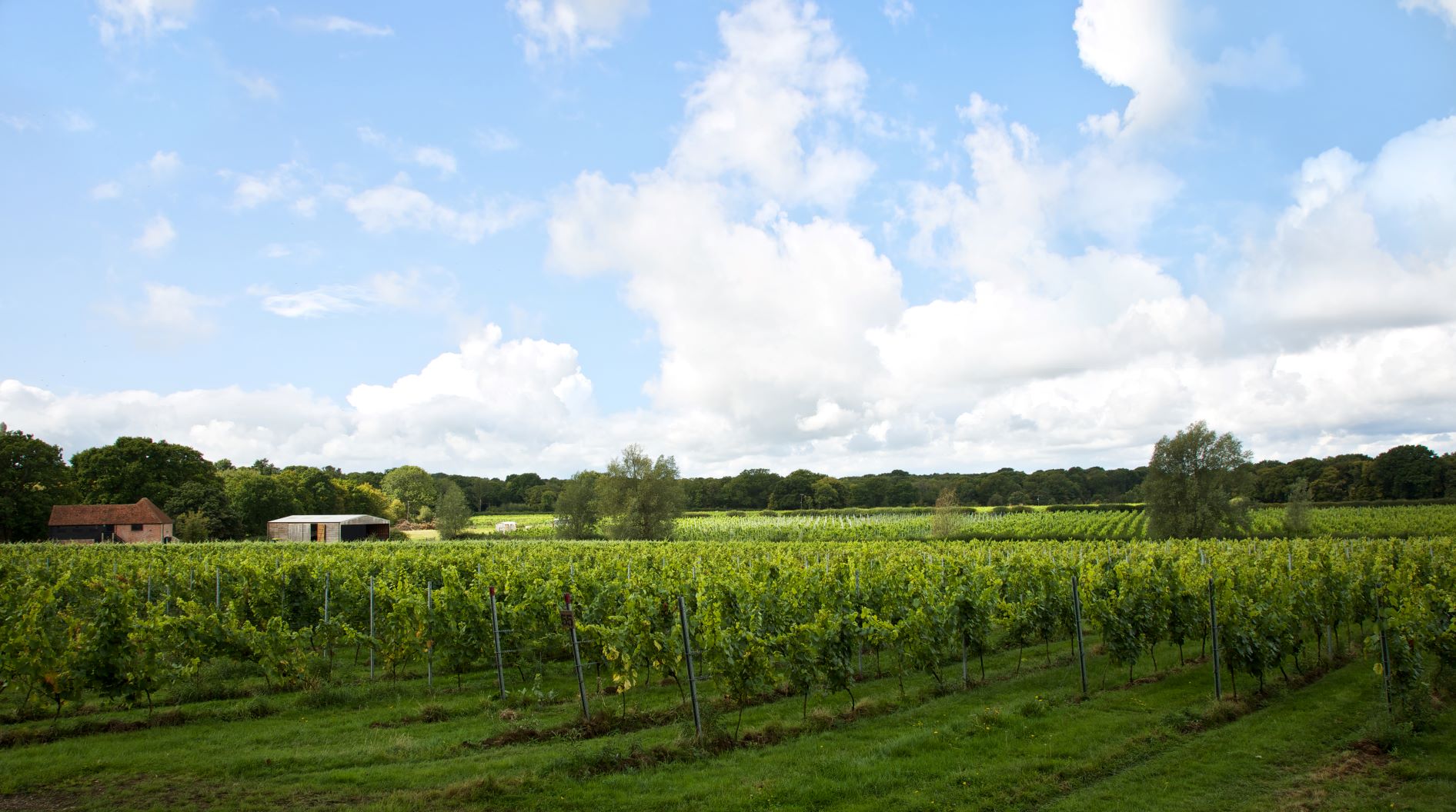 Resized Oxney Organic Estate Vineyard April2021 (Brochure Image)