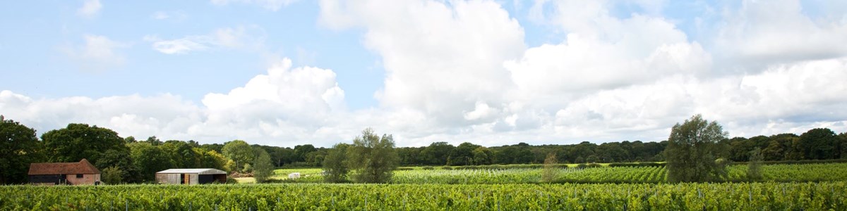 Resized Oxney Organic Estate Vineyard April2021 (Brochure Image)