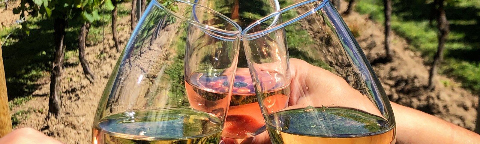 Wine Tours Of Kent. Wine In Vineyard (June2021)