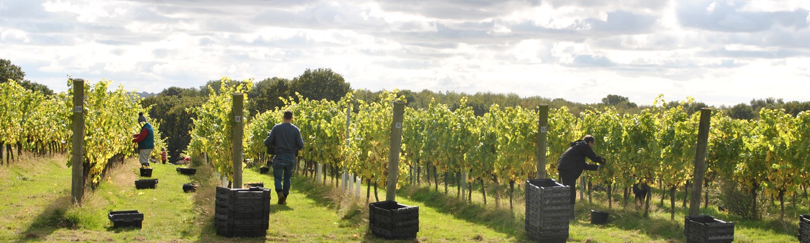 Woodchurch Wines Twitter Harvest (Credit Woodchurch Wines)