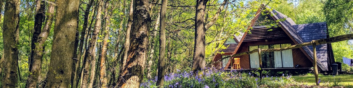 Ashby Farms Lodge With Bluebells May2021