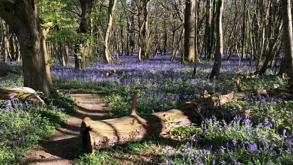 Kings Wood Bluebells 2(AH)