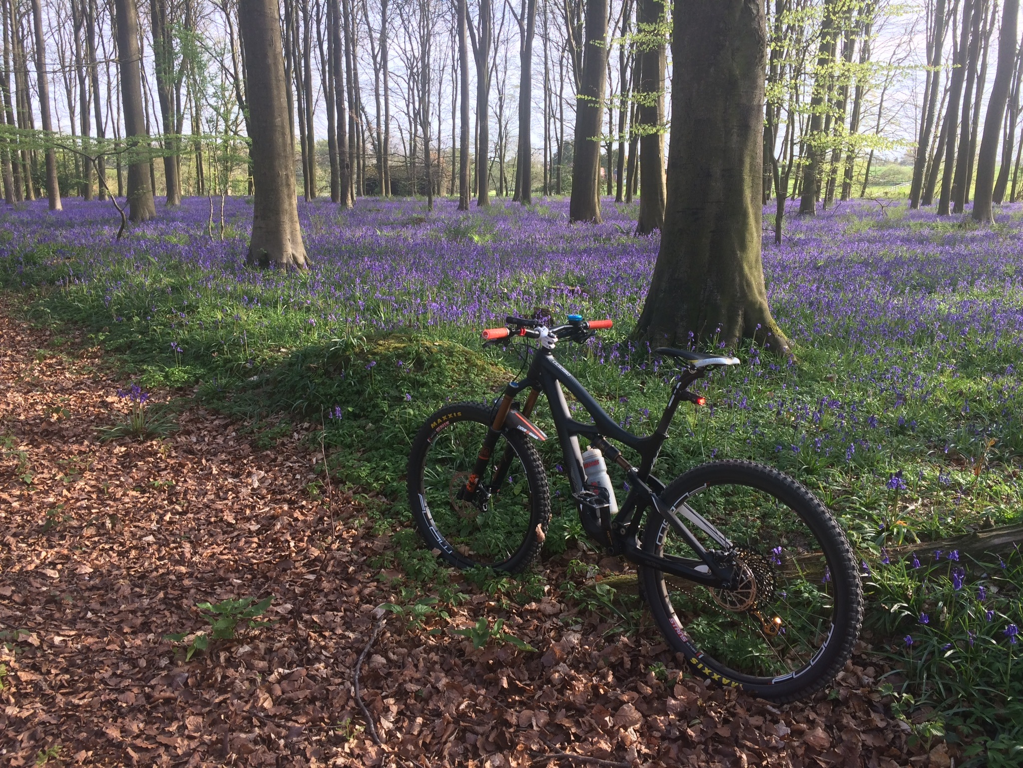 ah-bluebells-bike-kings-wood.jpg