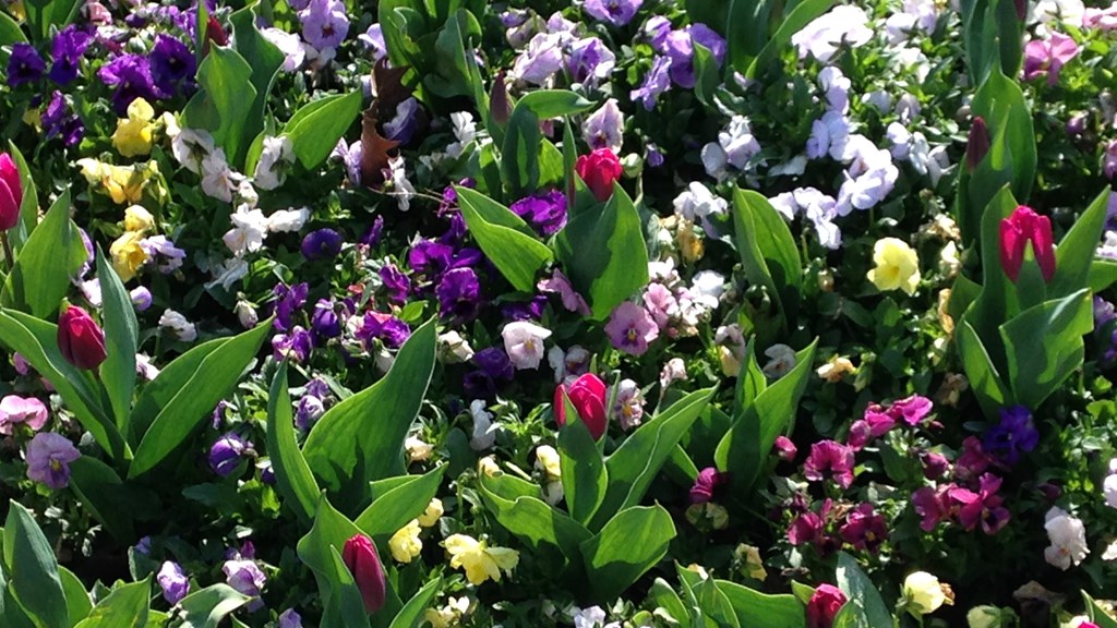 ah-tulips-mem-gdns.jpg