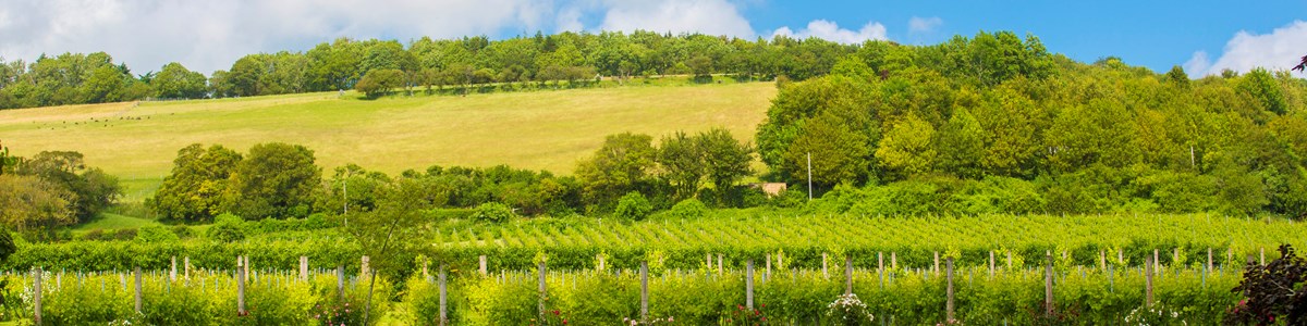 Brabourne Vineyard June2022 Poppy Hollis