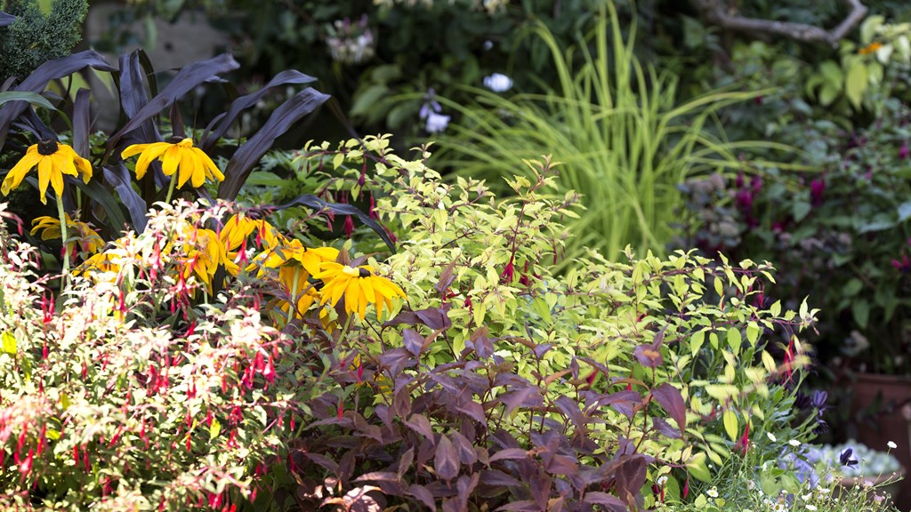 Summer Flowers (Lewis J Brockway)