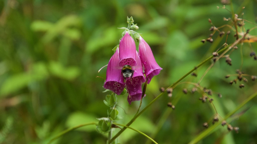 AH. Bee on Flower