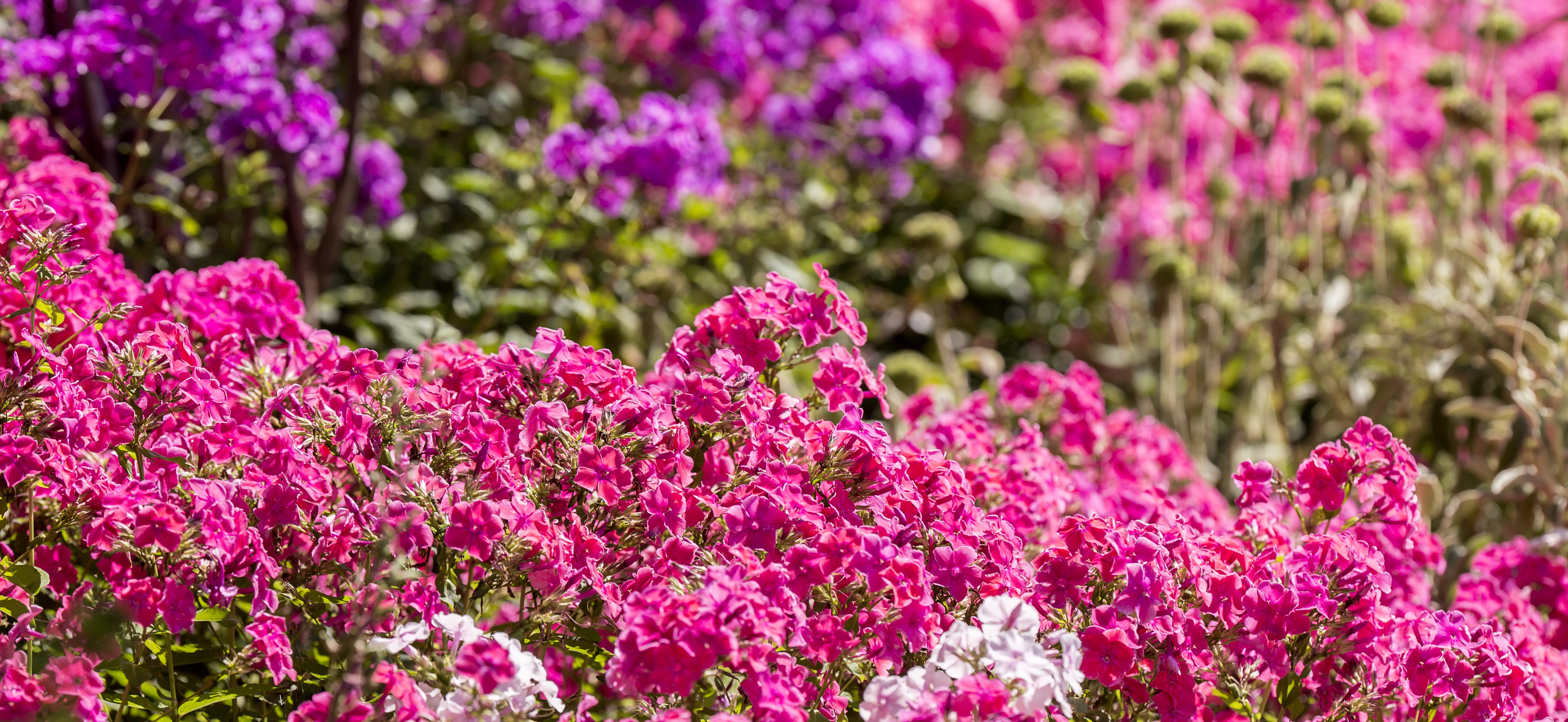 pink-flowers-summer-lewis-brockway (1).jpg