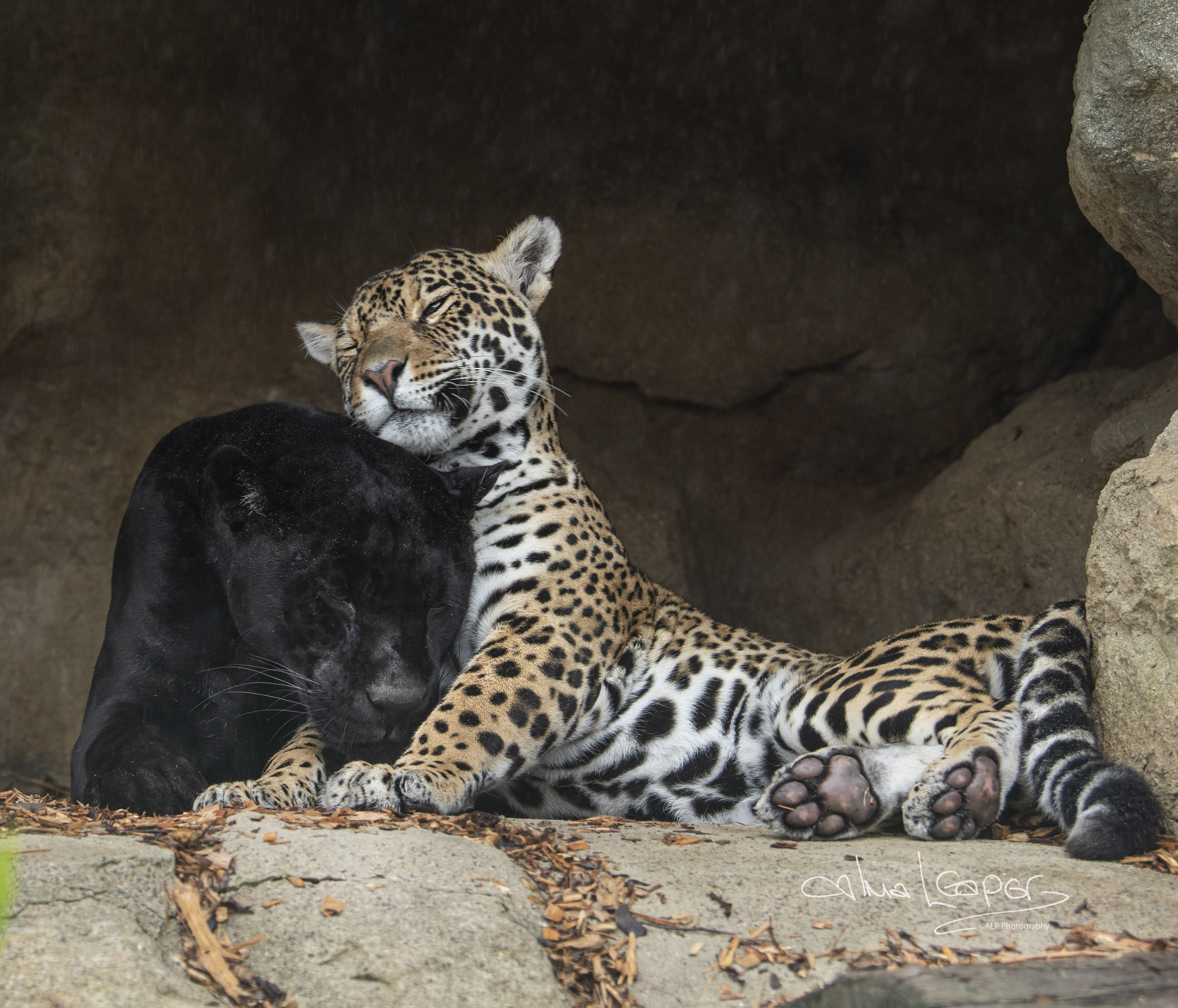 Big Cat Neron Keira (MARCH2022)