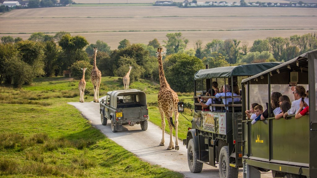 Port Lympne African Experience Traffic.(Nov2022)RESIZED