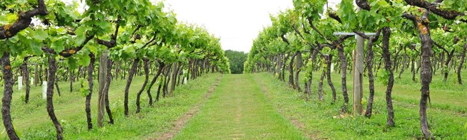 Biddenden July Vineyards -C.jpg