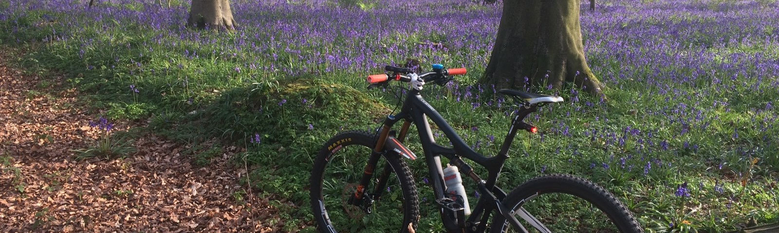 AH Bluebells+Bike Kings Wood.jpg