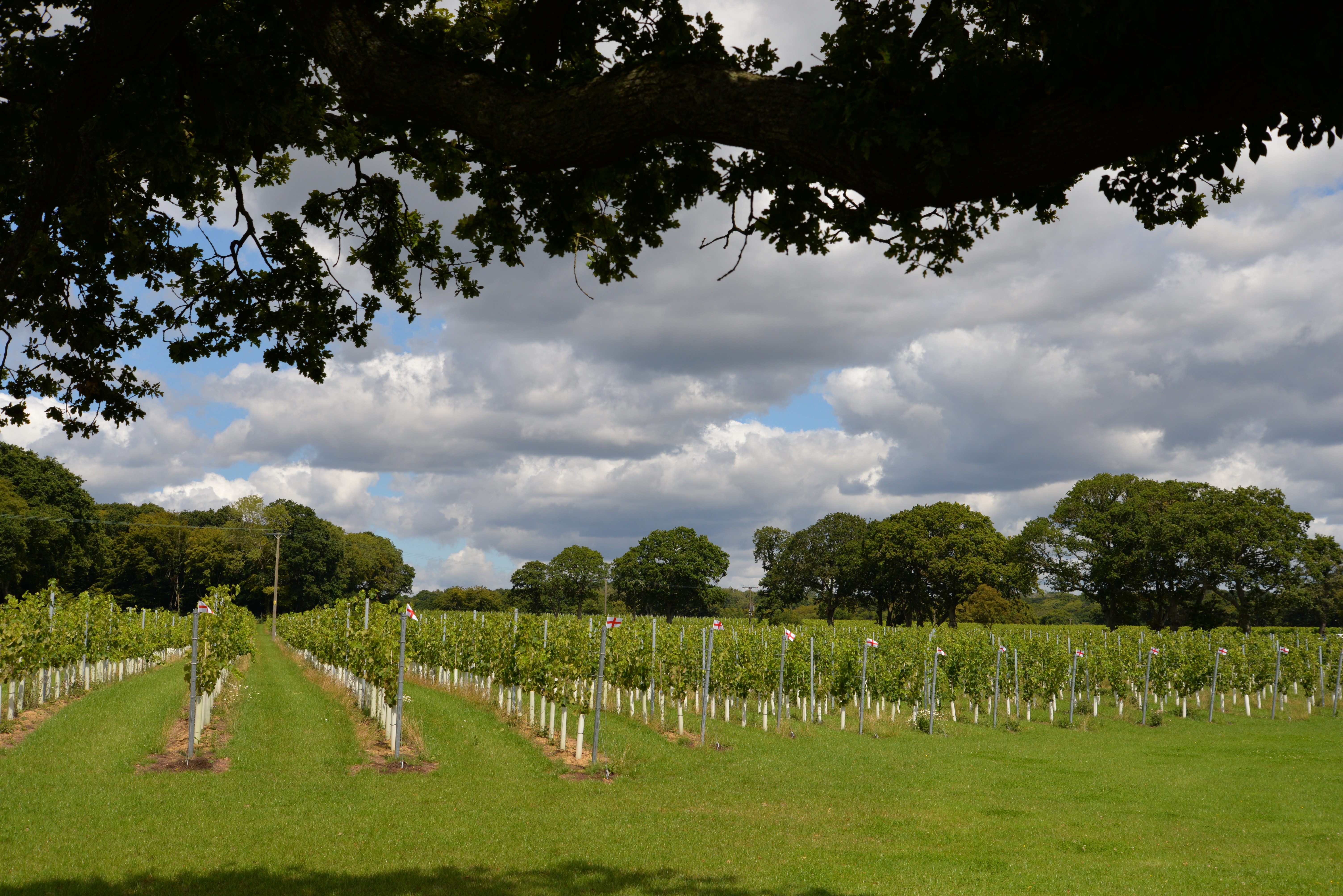 Warehorne (3) Aug2023